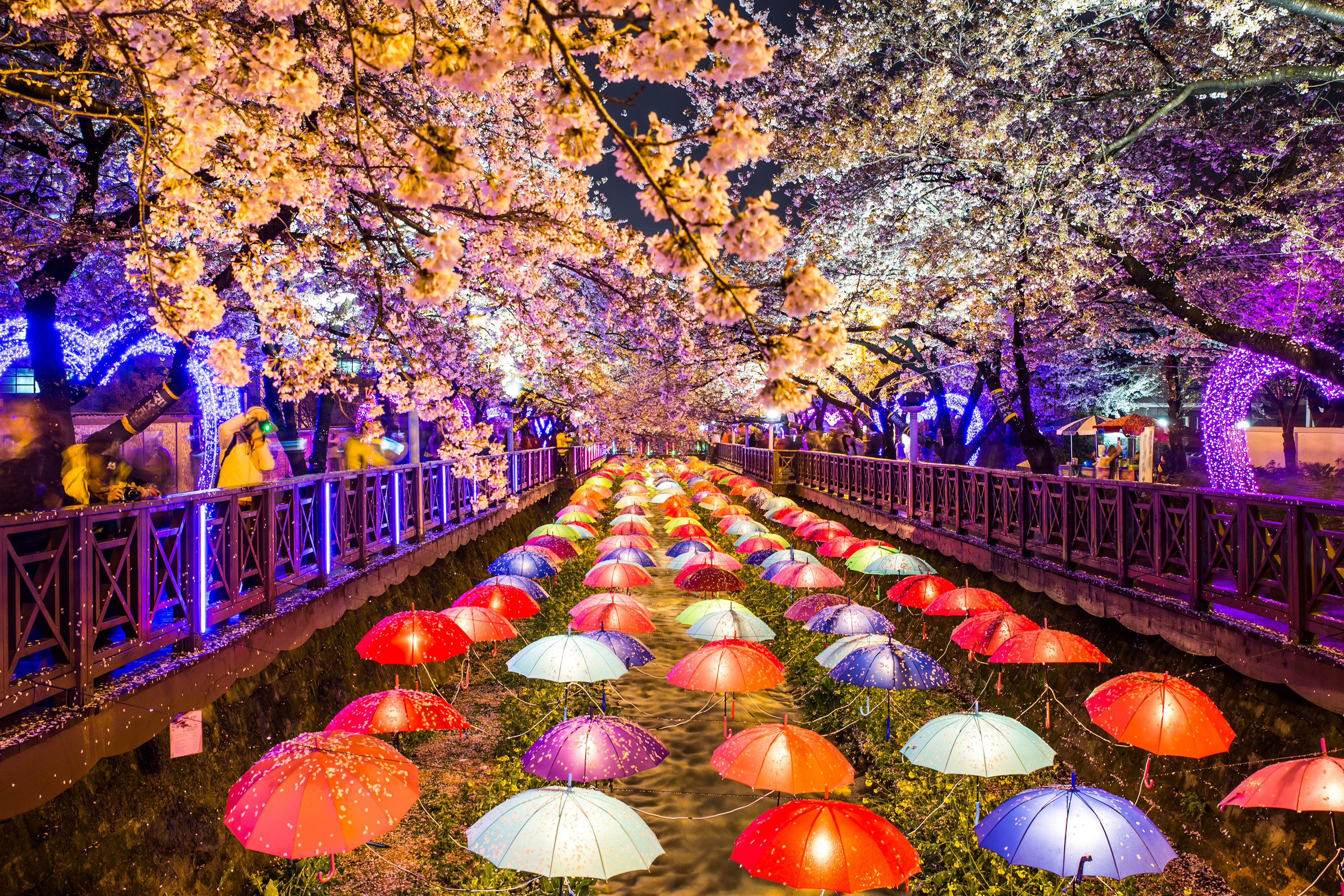 Jinhae Cherry Blossom Festival