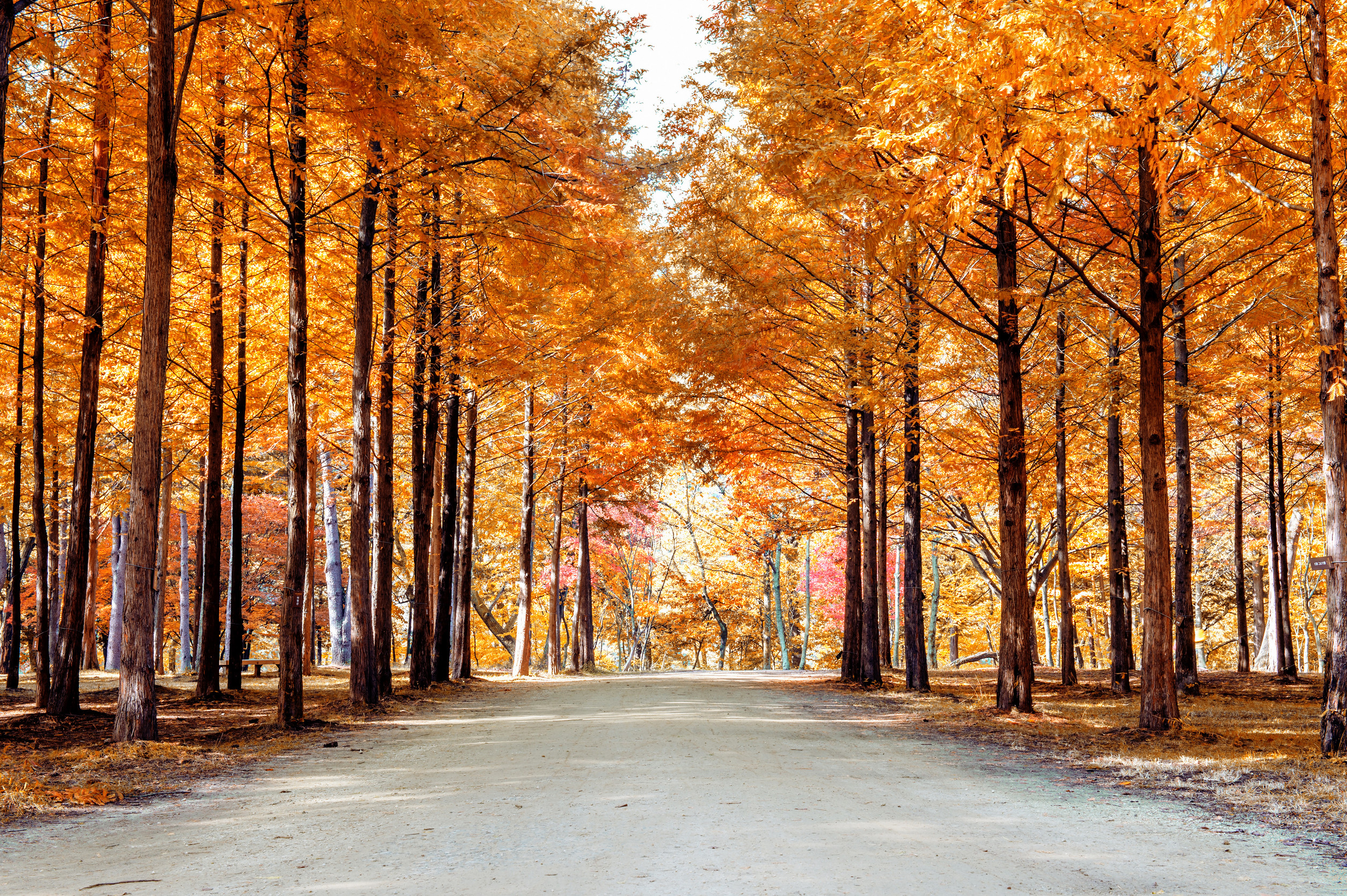 Nami Island & The Garden Of Morning Calm A Scenic Escape Nami Island & The Garden Of Morning Calm A Scenic Escape